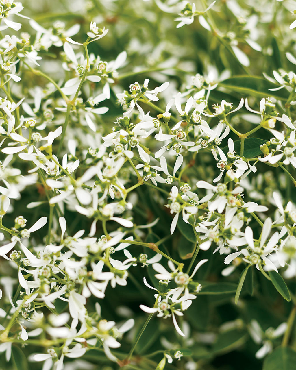 Euphorbia Diamond Frost