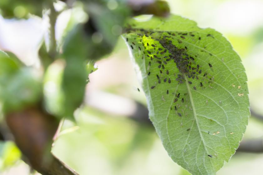 Aphids, McDonald Garden Center