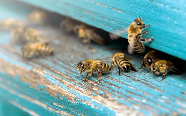 Bees, McDonald Garden Center