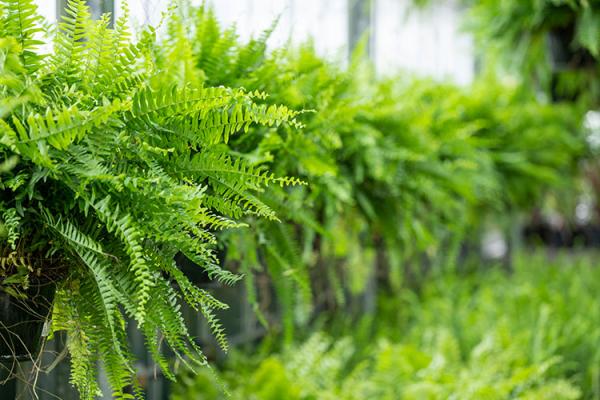 Houseplants, McDonald Garden Center