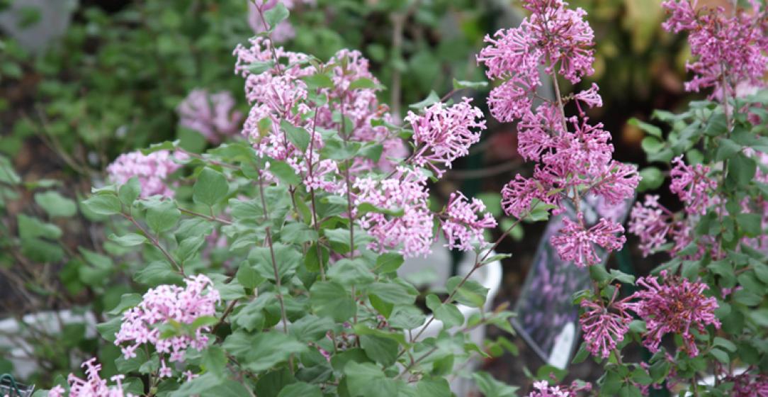 McDonald Garden Center Photo