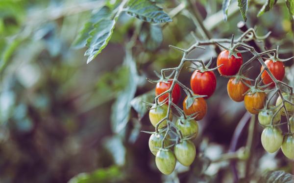 tomatoes on vine, McDonald Garden Center