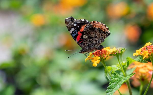 Butterfly, McDonald Garden Center