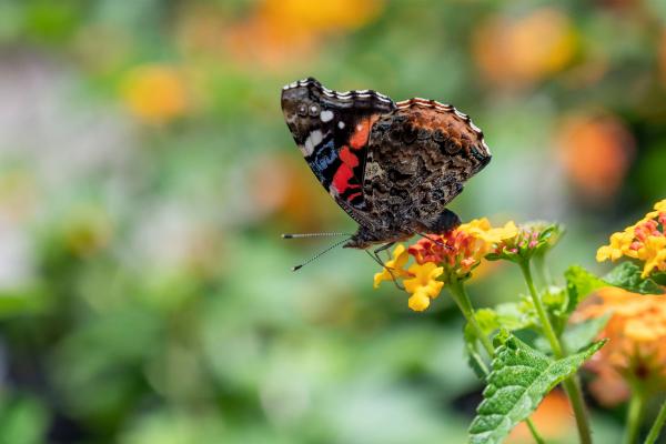 Butterfly, McDonald Garden Center