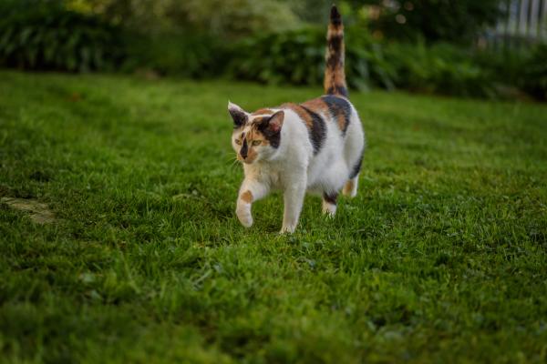 Why Do You Need to Seed & Feed? The Secret to a Lush and Healthy Lawn