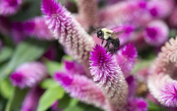 Top 10 Pollinator Friendly Plants, McDonald Garden Center