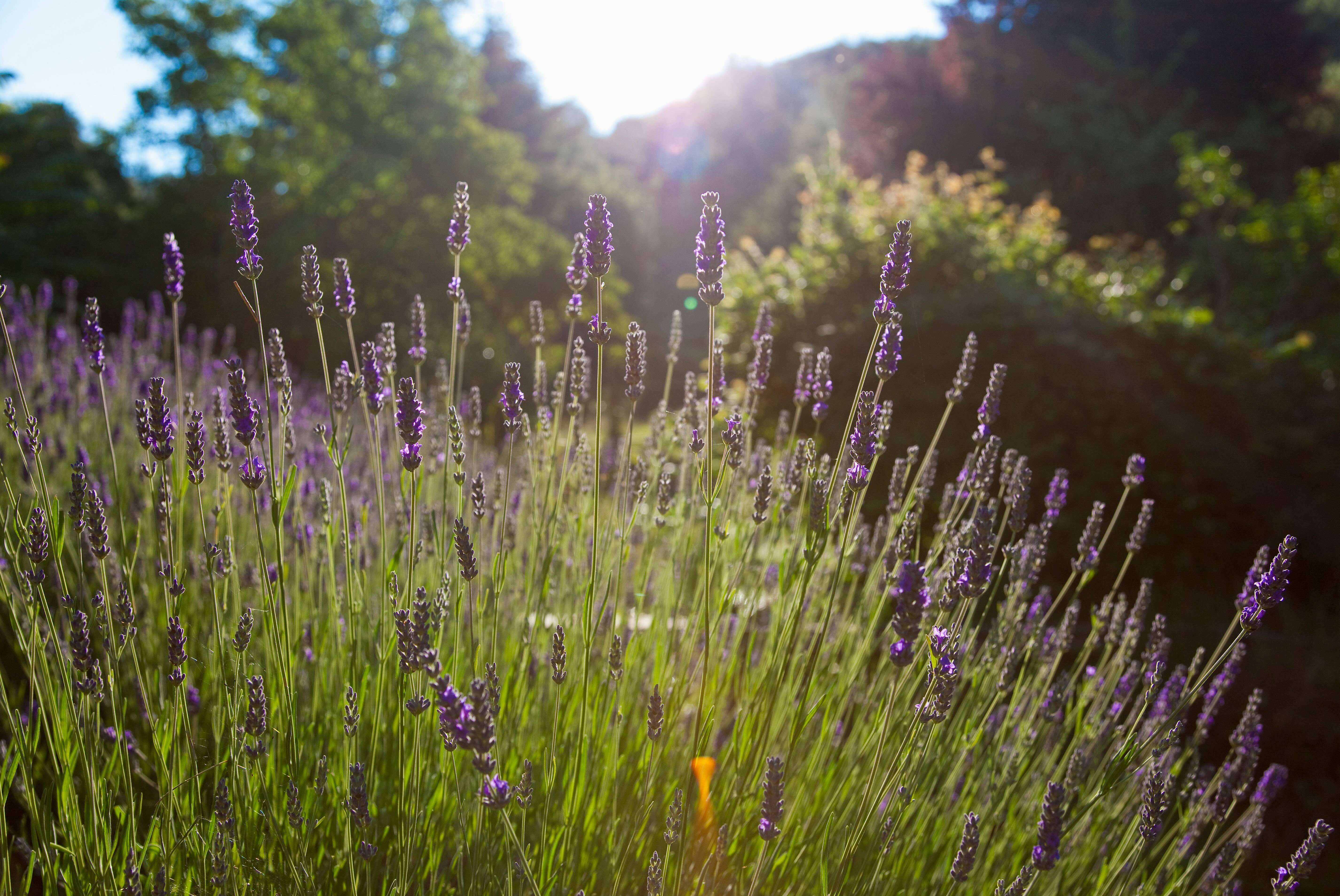 Fragrance garden