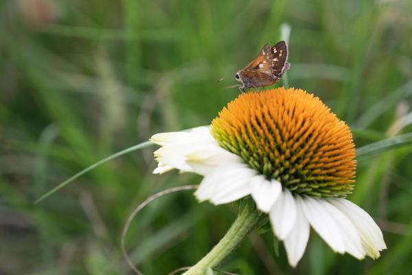 White Coneflower with Bee, McDonald Garden Center