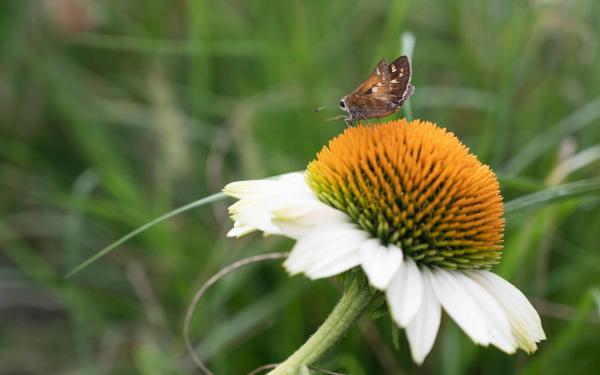 White Coneflower with Bee, McDonald Garden Center