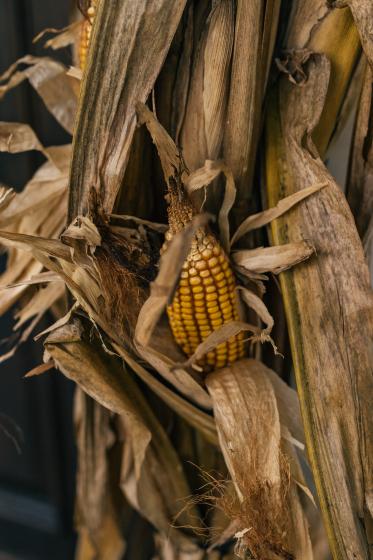 Cornstalk