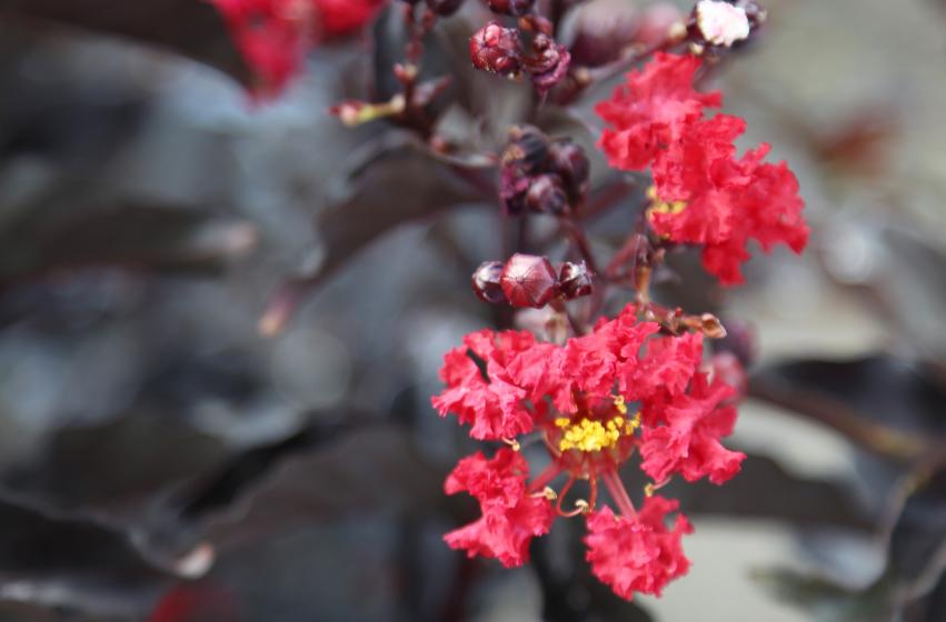 Ebony Flame Crepe Myrtle, McDonald Garden Center, Plant of the Week