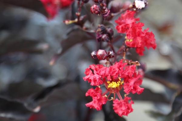 Ebony Flame Crepe Myrtle, McDonald Garden Center, Plant of the Week