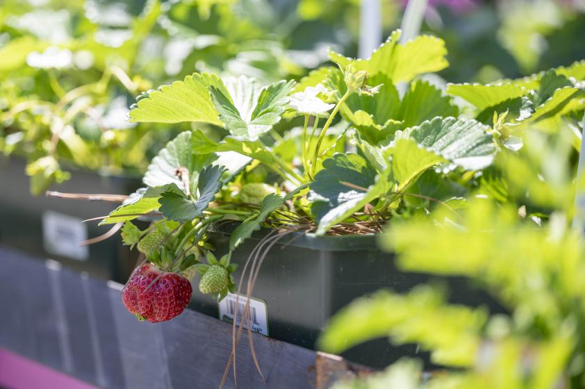 Strawberry, McDonald Garden Center