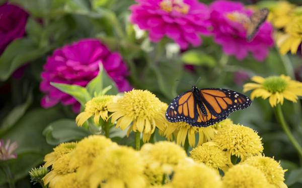 Help Save the Monarch Butterfly, McDonald Garden Center