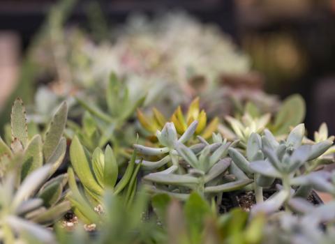 Mini Foliage, Succulents & Cacti