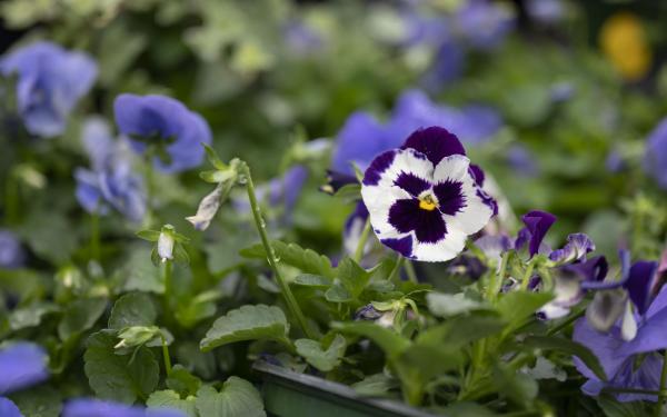 What's your Pansy Horoscope?, McDonald Garden Center