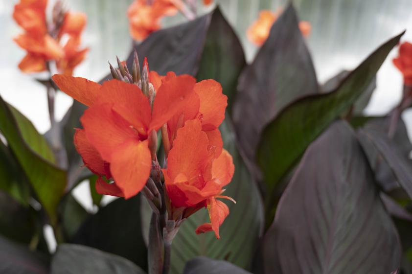 Canna Lily