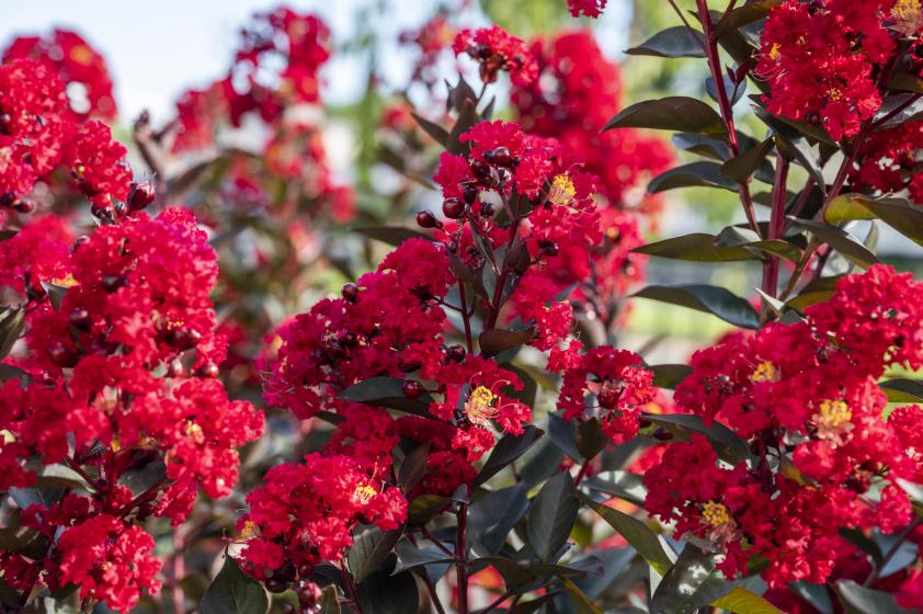 Trees and Shrubs, McDonald Garden Center