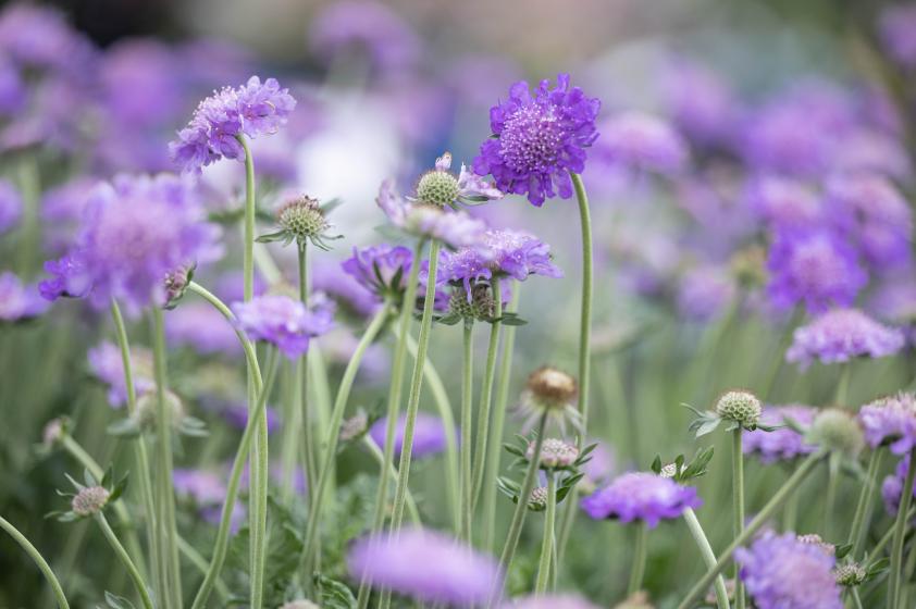 Scabiosa