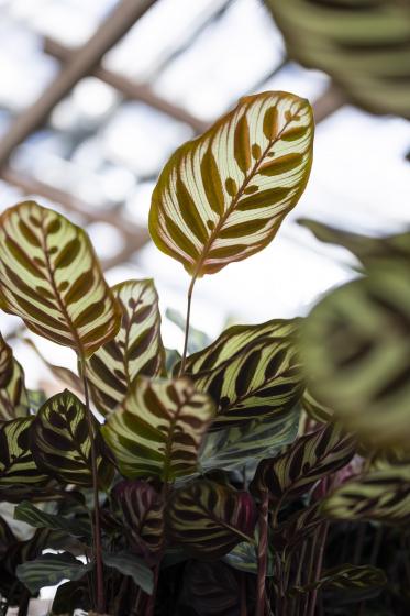 Calathea Makoyana, McDonald Garden Center