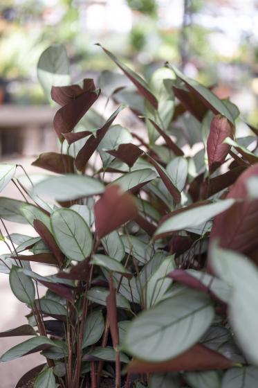 Calathea Setosa Grey Star, McDonald Garden Center