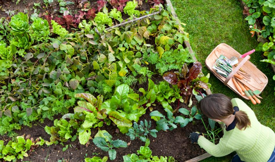 Fall Veggie Garden