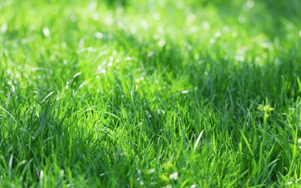 Fescue - The Grass of Fall, McDonald Garden Center