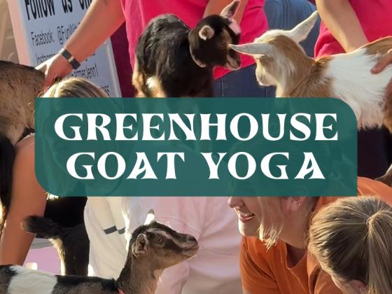 Greenhouse Goat Yoga