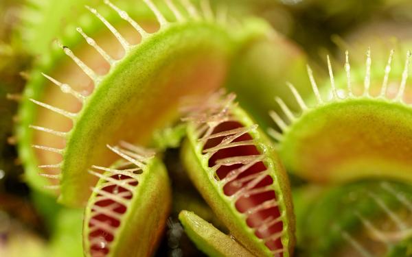 The Science Behind the Snap: Understanding Venus Flytraps