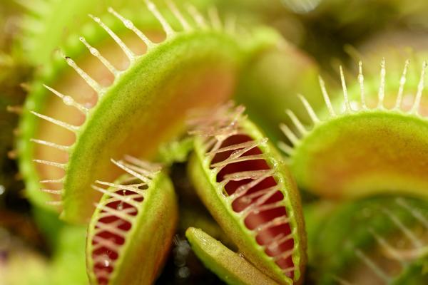 The Science Behind the Snap: Understanding Venus Flytraps