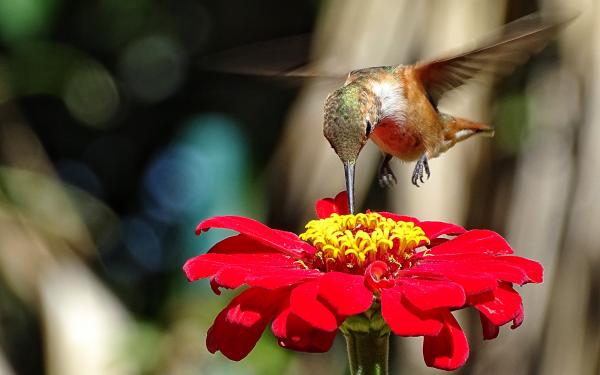 10 Things You Didn't Know About Hummingbirds, McDonald Garden Center