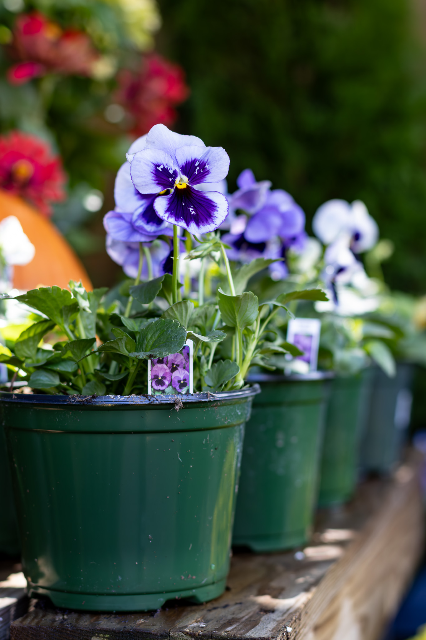 Frosted Garden Collins: A Refreshing Pansy Container