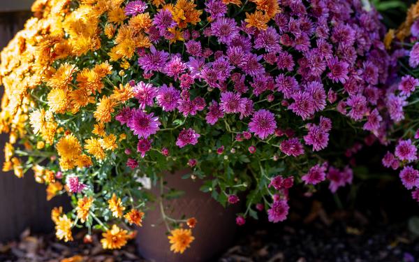 Mum Magic: How to Create the Enchantment of Fall in Containers & Garden Beds