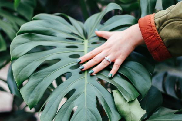 5 Low-Maintenance Houseplants You'll Love