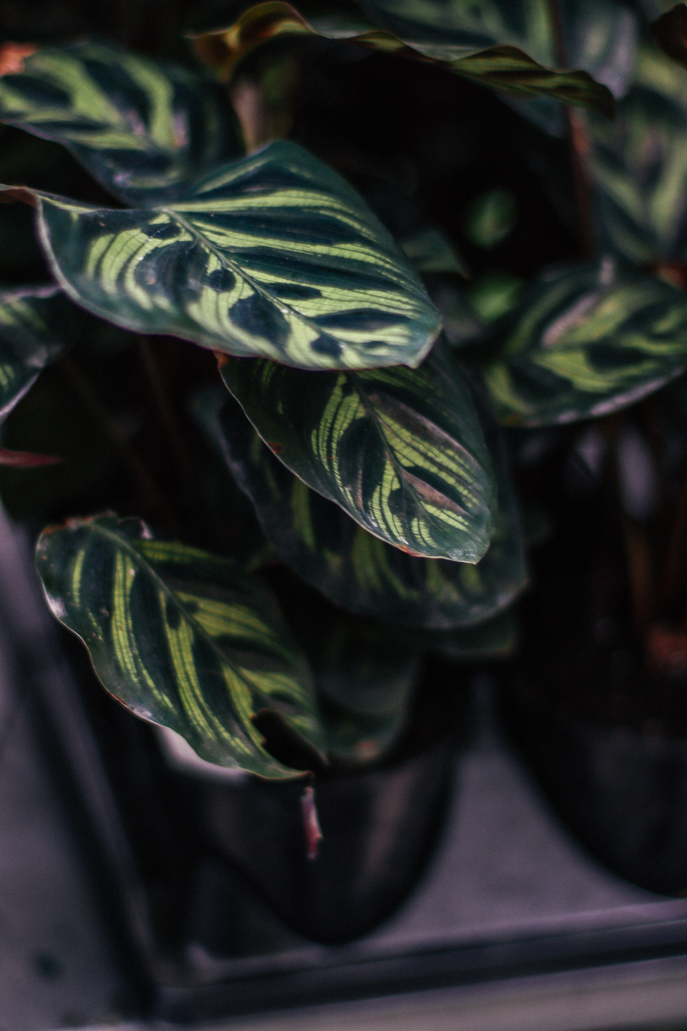 calathea 2