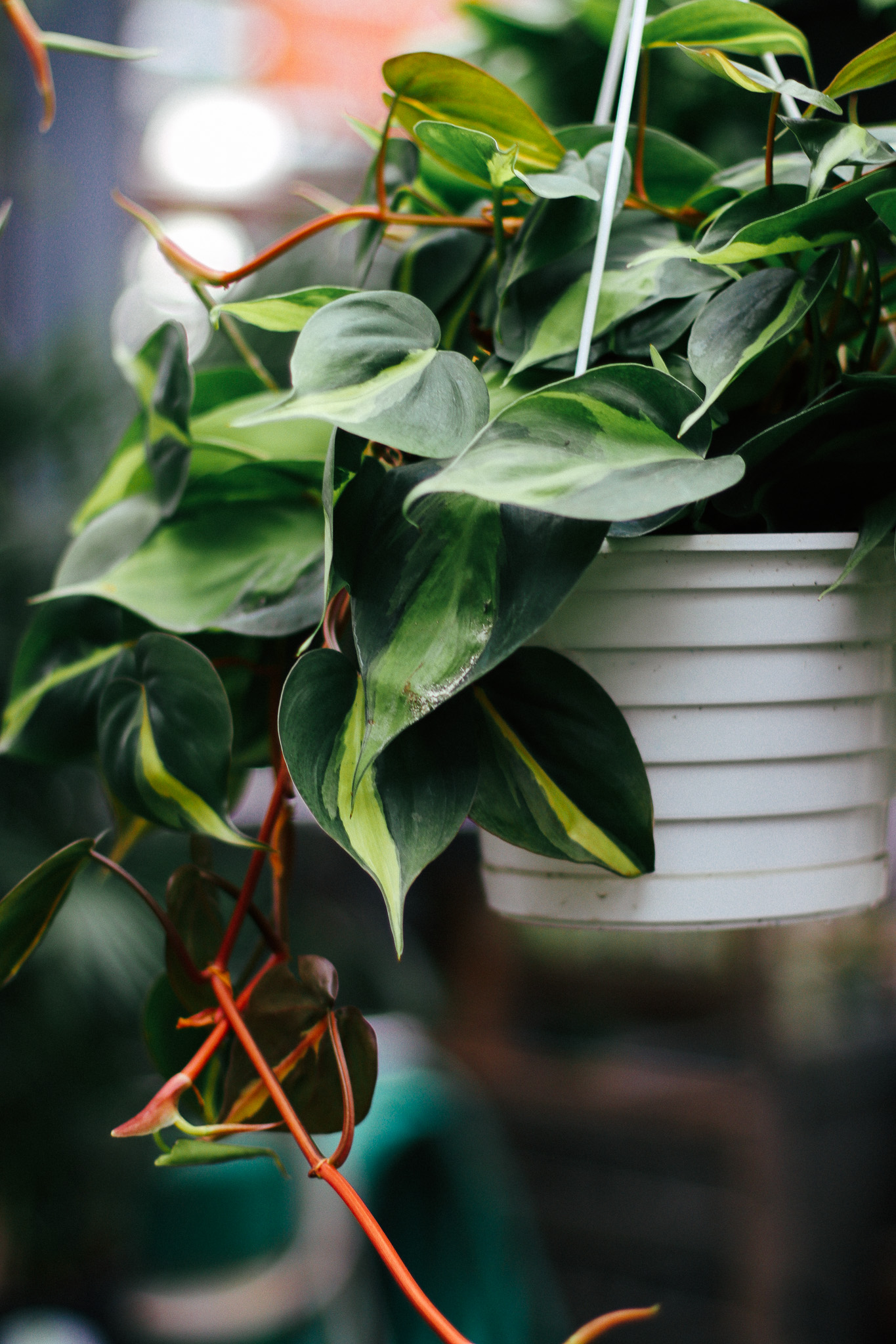 Philodendron Brazil