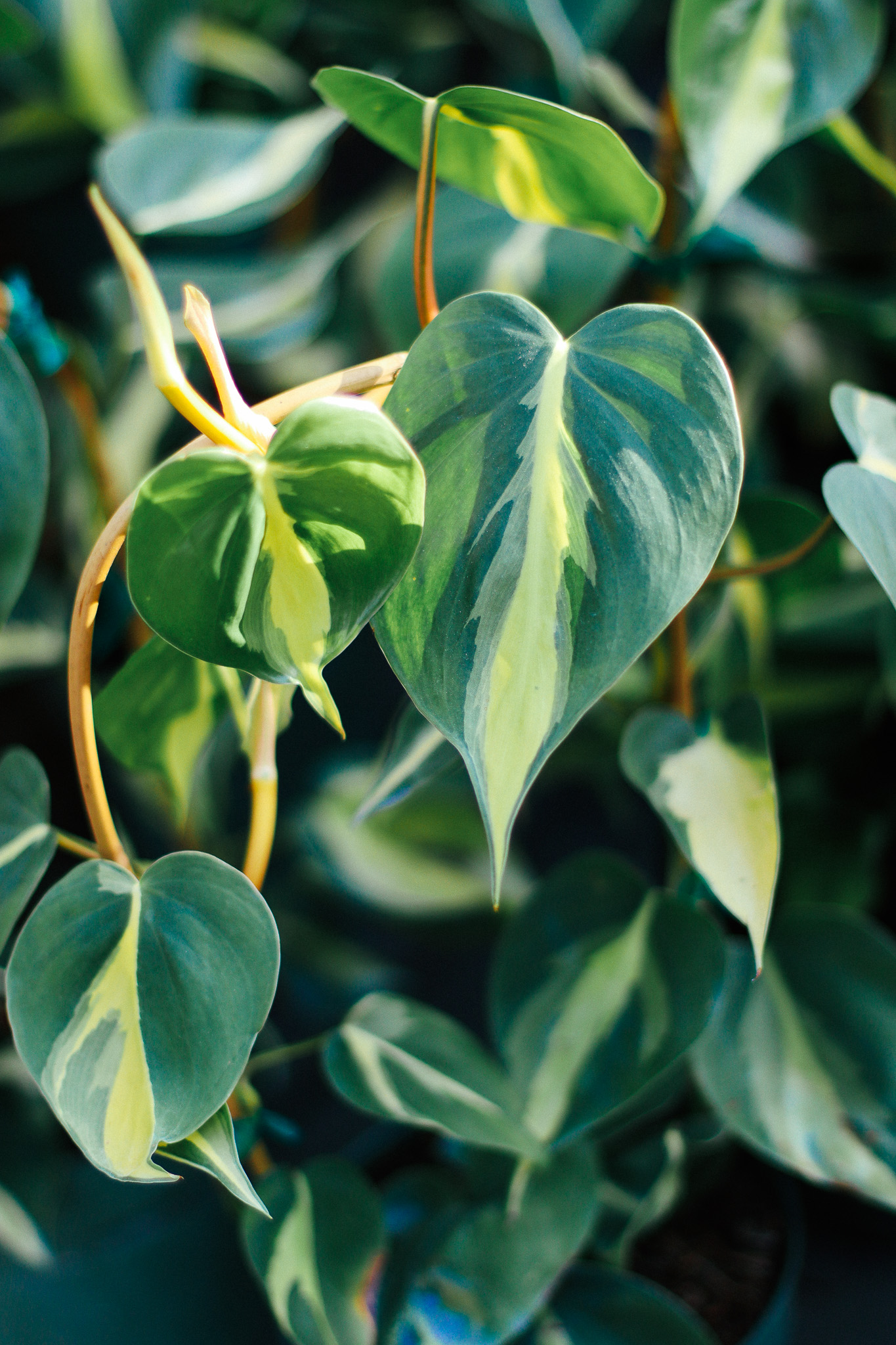 Philodendrons