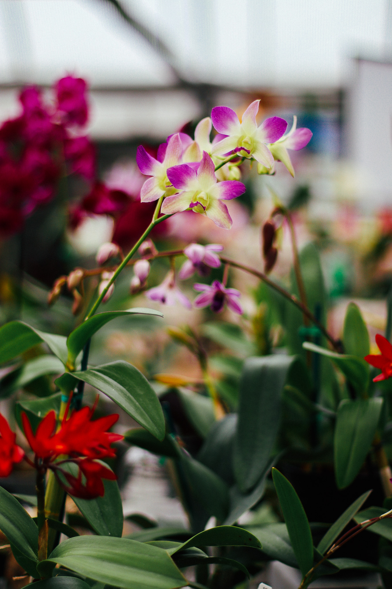 dendrobium orchid