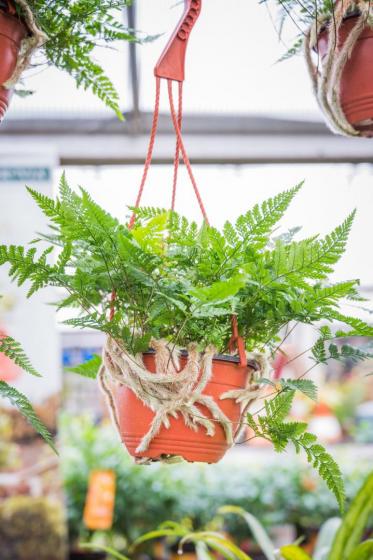 macrame hanging basket with fern