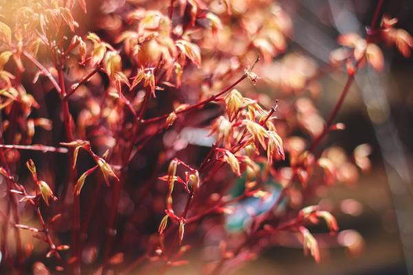 Japanese Maple