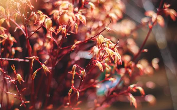 Japanese Maple