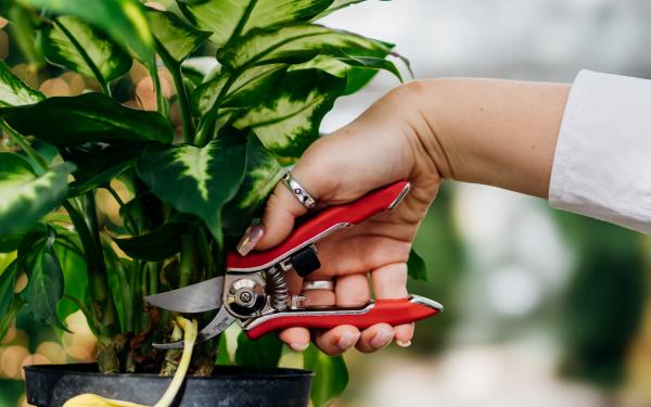 5 Last-Minute Gardening Gifts