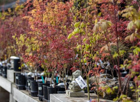 Japanese Maples