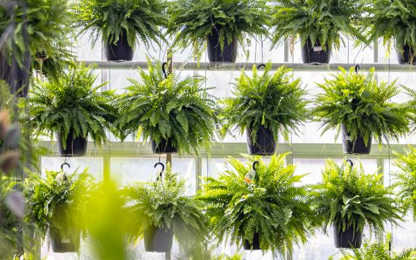 Springs Best Frond - Ferns!, McDonald Garden Center