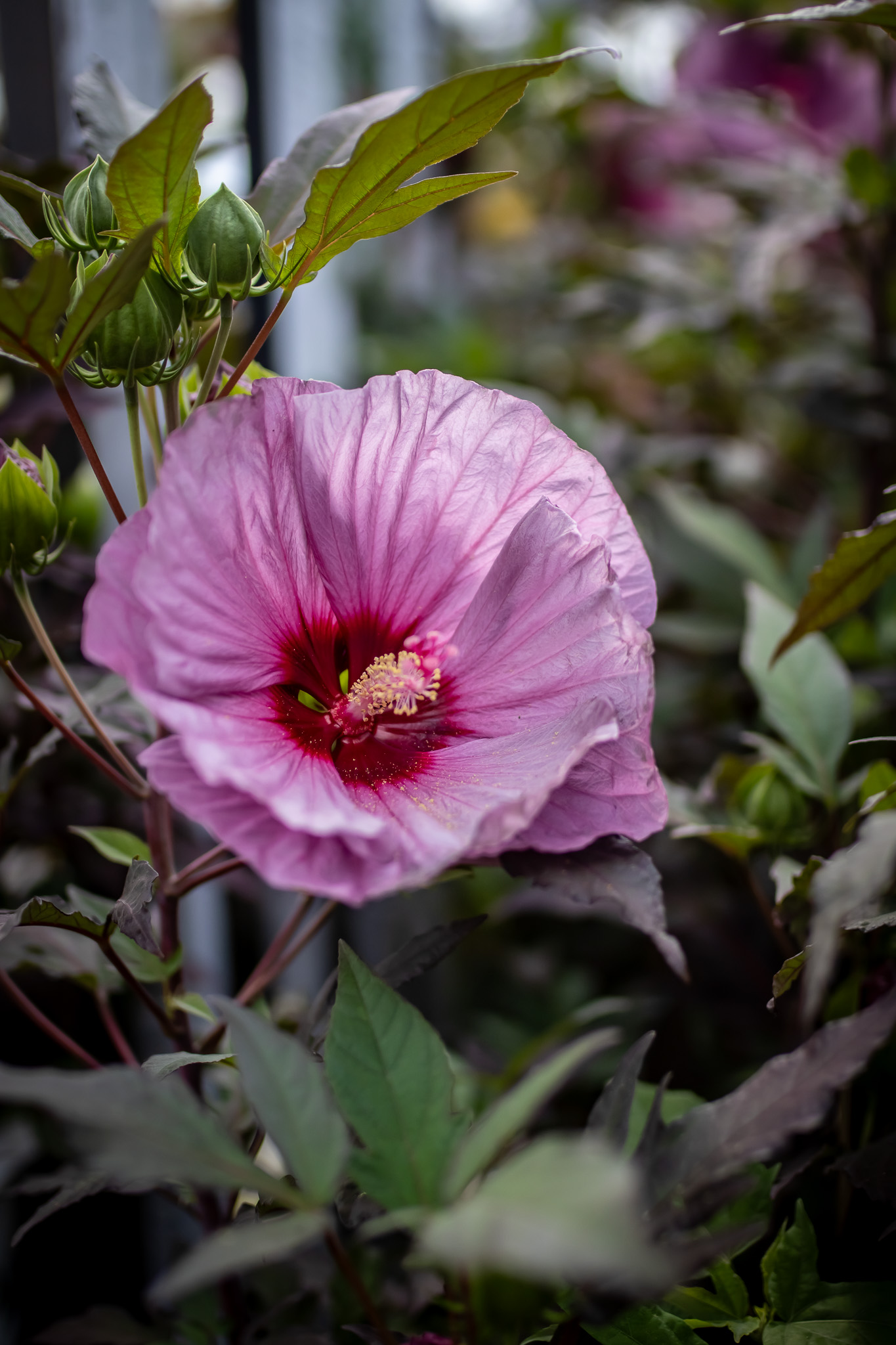 Perennial Hibiscus