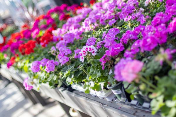 Put the Power to the Petal with These Spring Annuals, McDonald Garden Center