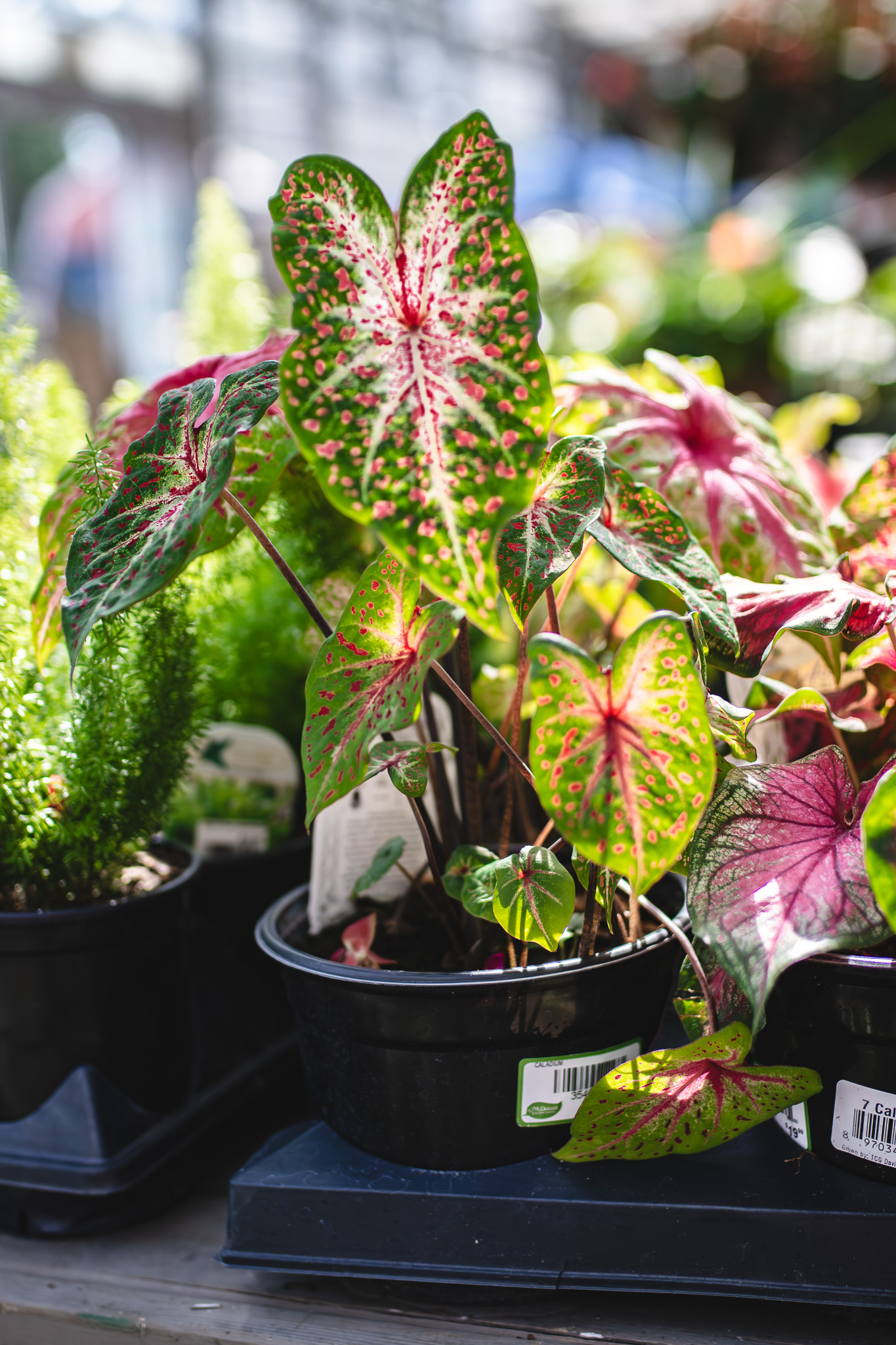 caladium