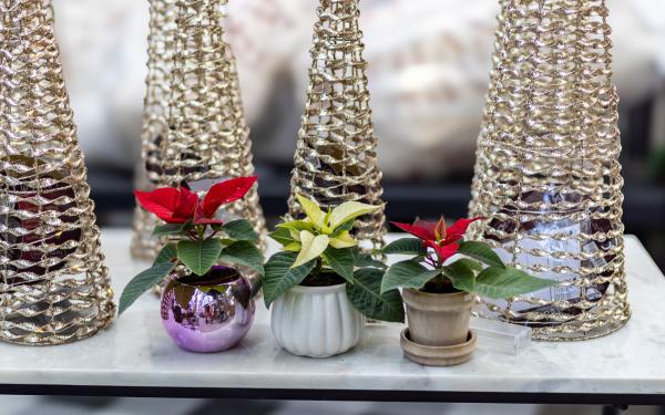 5 Newest Holiday Houseplants in Stock