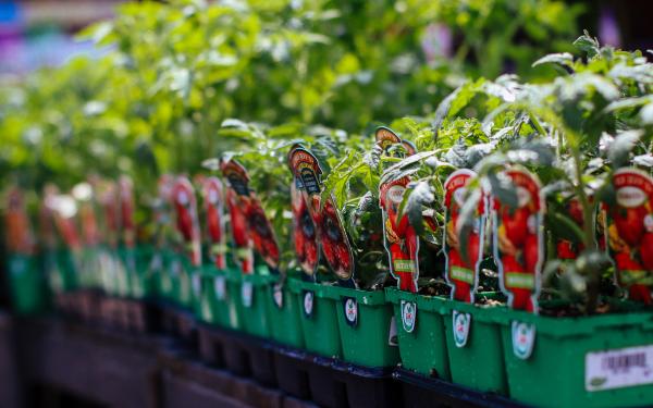 From Garden to Table: Exploring the Sustainable Benefits of Tomatoes