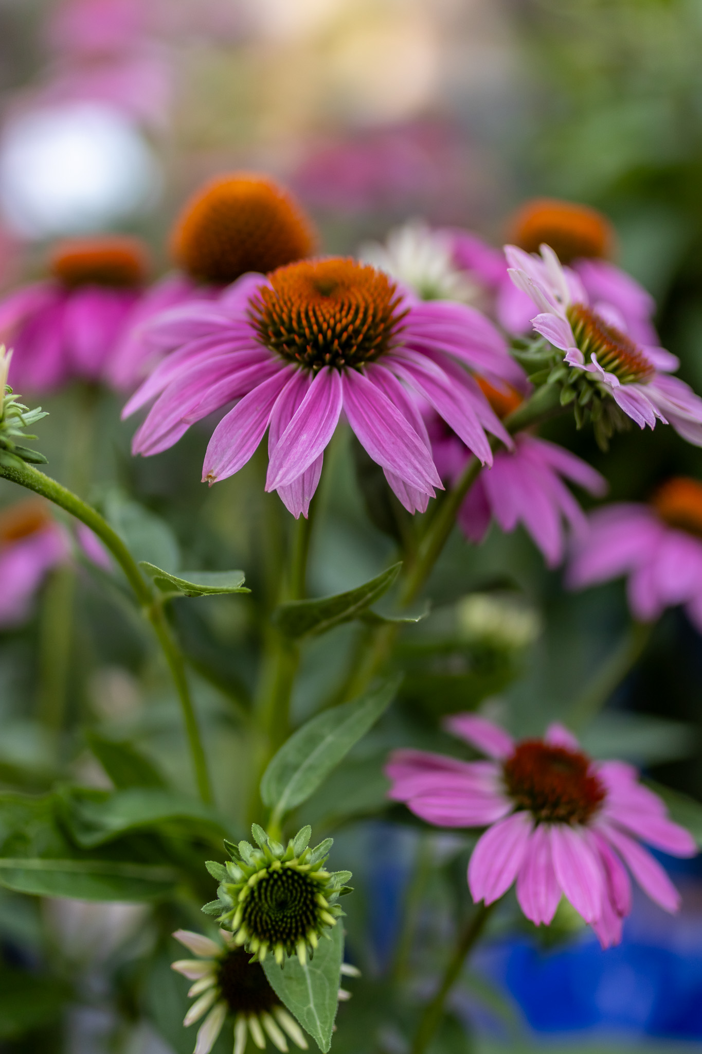 Coneflower1